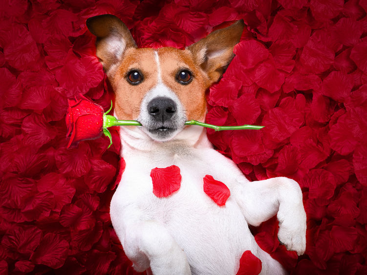 A dog laying on a bed of roses