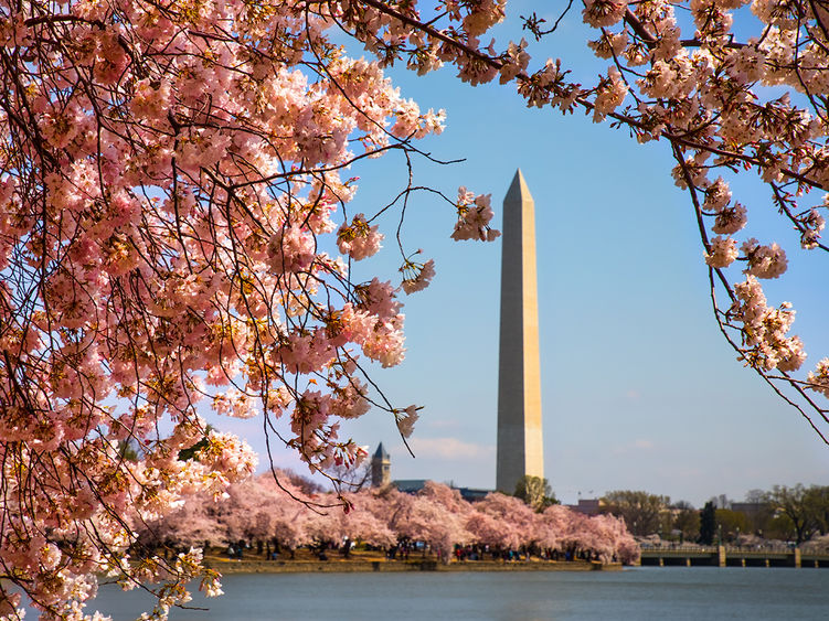 The Washington Memorial in D.C. surrounded by cherry blossoms