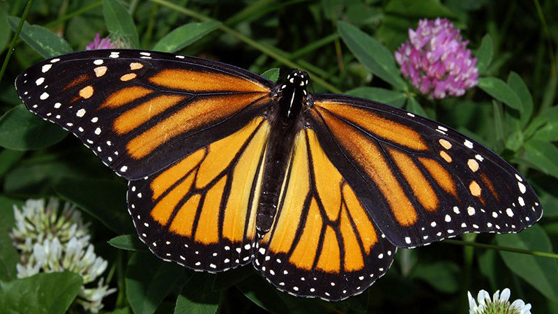 Monarch Butterfly
