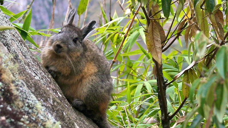 A Chinchilla in Machu Picchu, Cusco, Peru